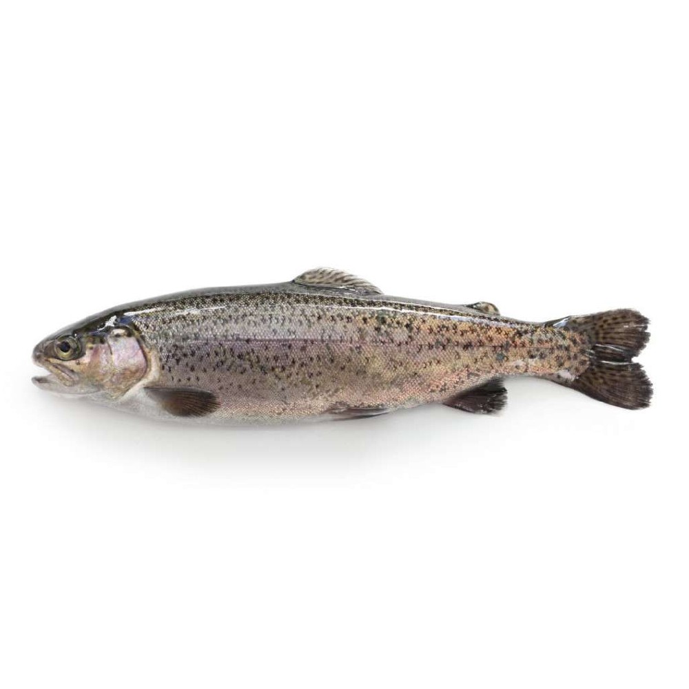 Fresh Trout